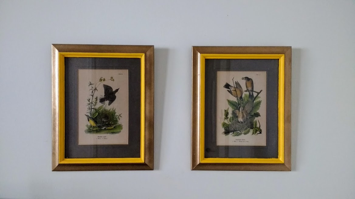 Framed Audubon Prints A Harmonious Fusion of Art and Nature for Enthusiasts